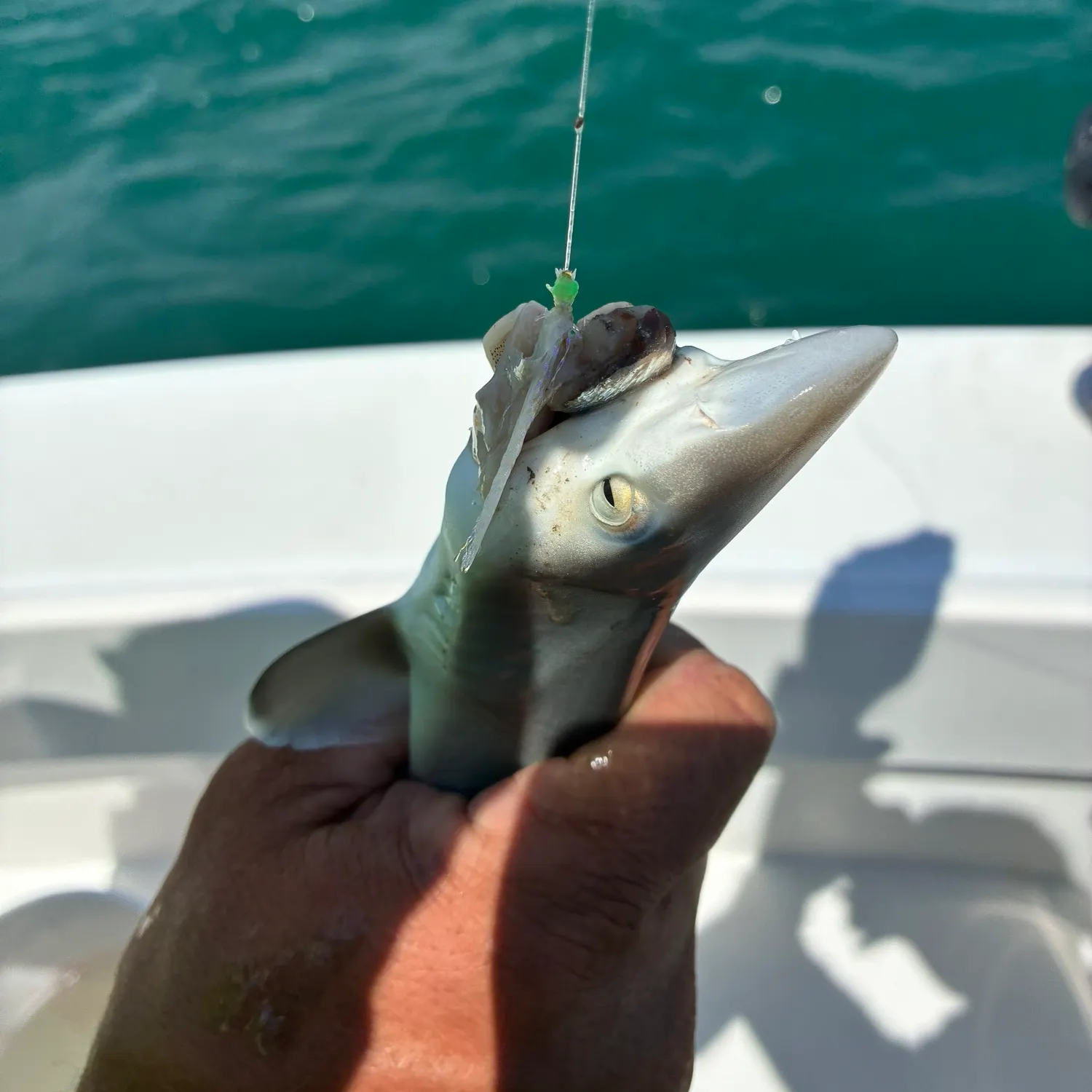 The most recent Blacktip shark catches on Fishbrain