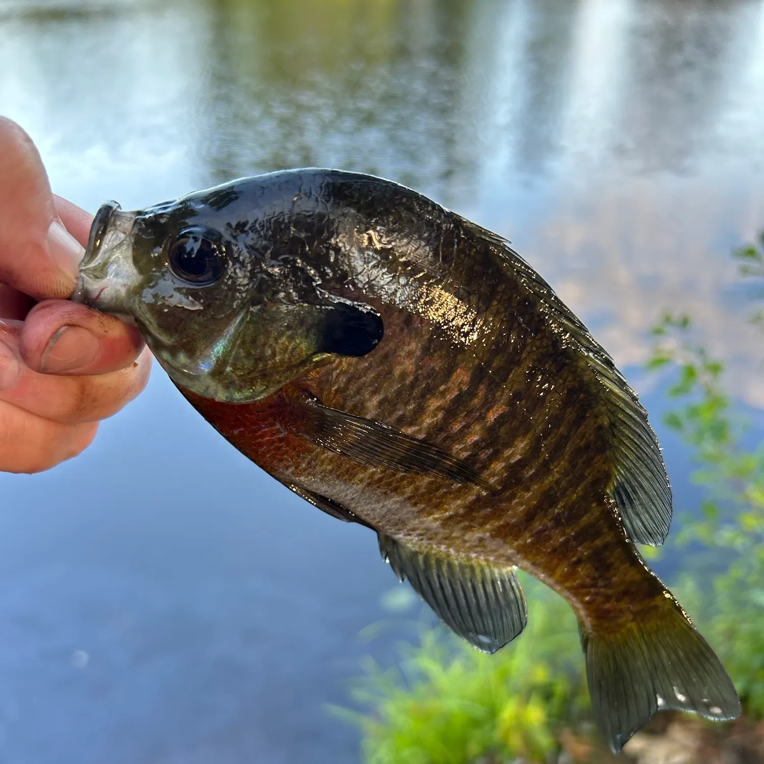 The most recent Bluegill catches on Fishbrain