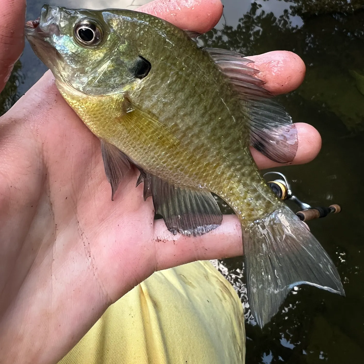 Bluegill caught on Fishbrain