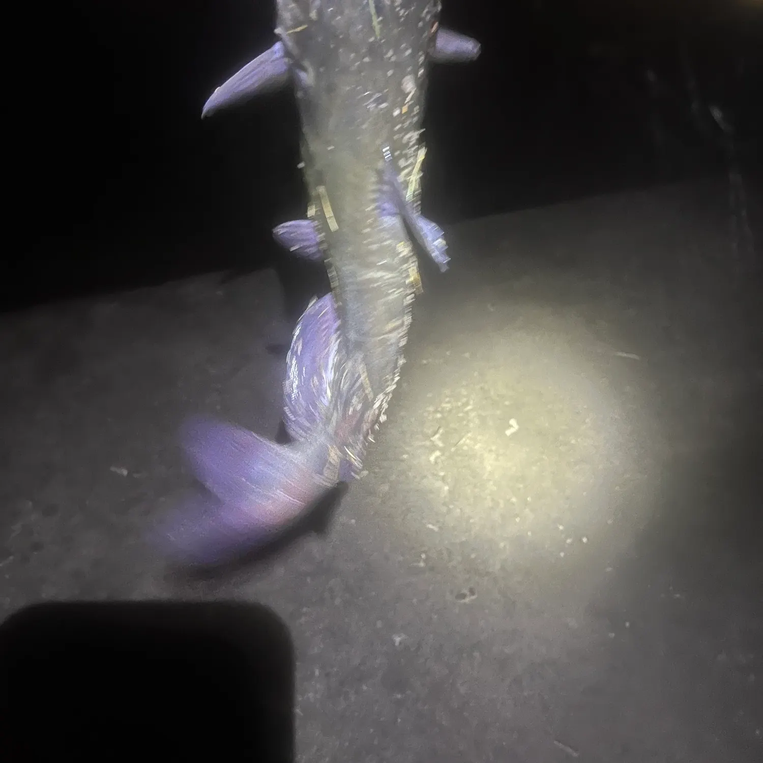 Channel catfish caught on Fishbrain