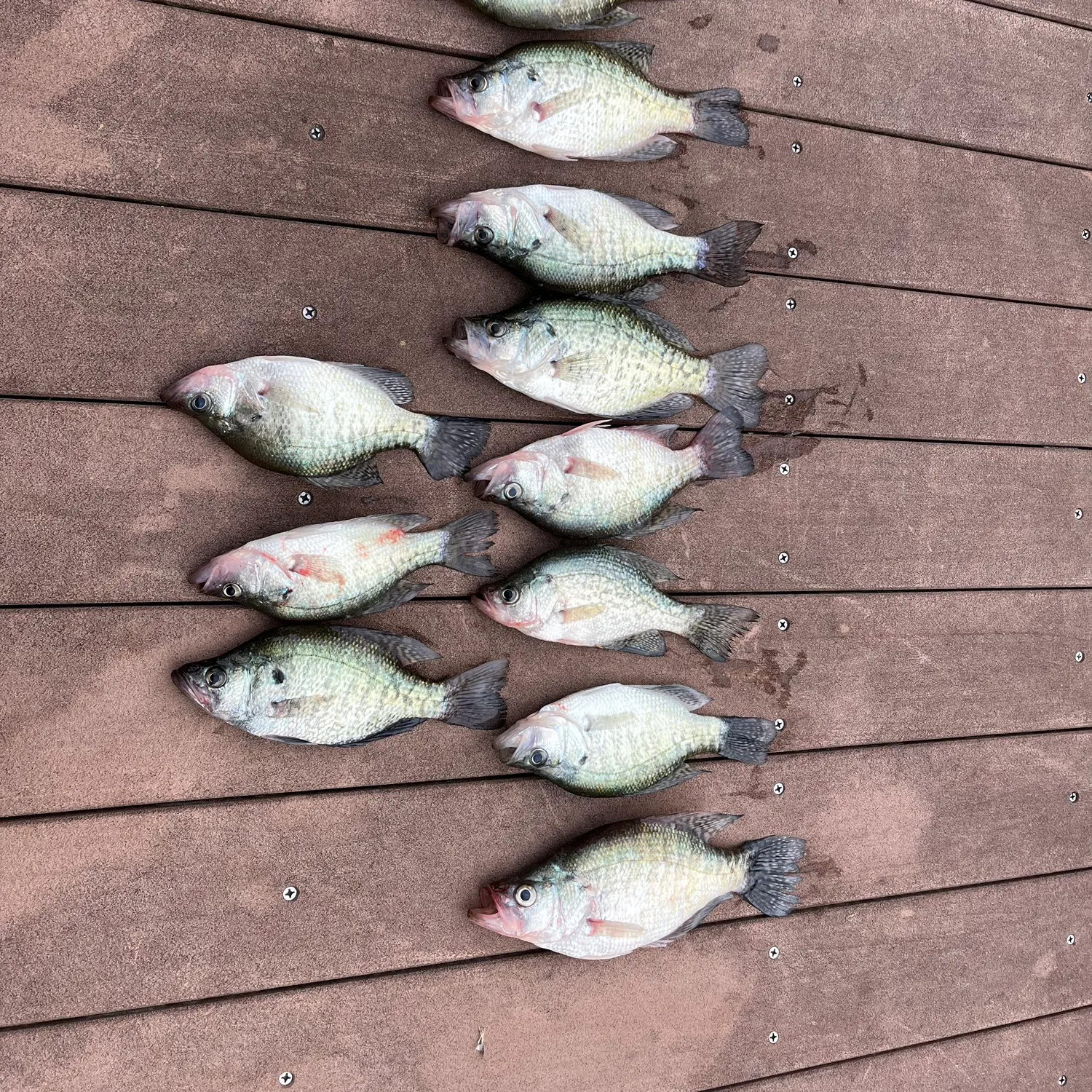 recently logged catches