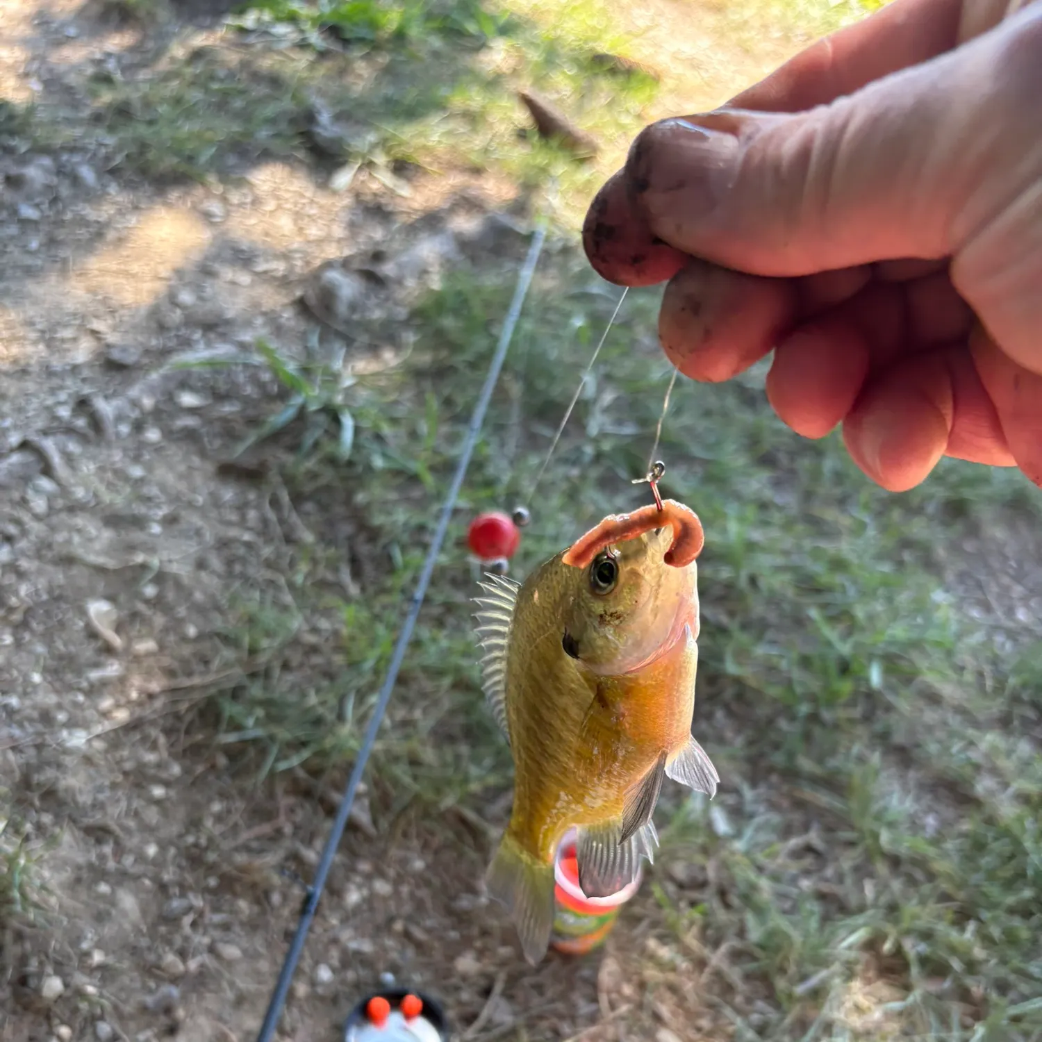 Redear sunfish caught on Fishbrain