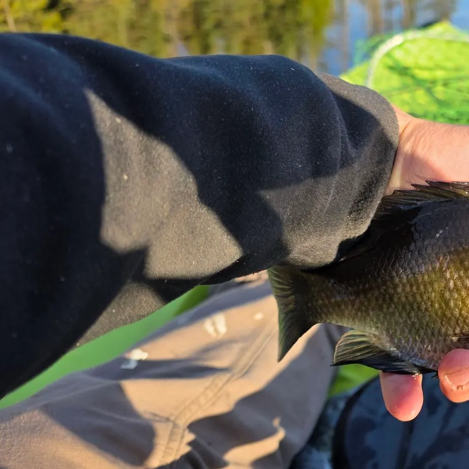 Bluegill caught on Fishbrain