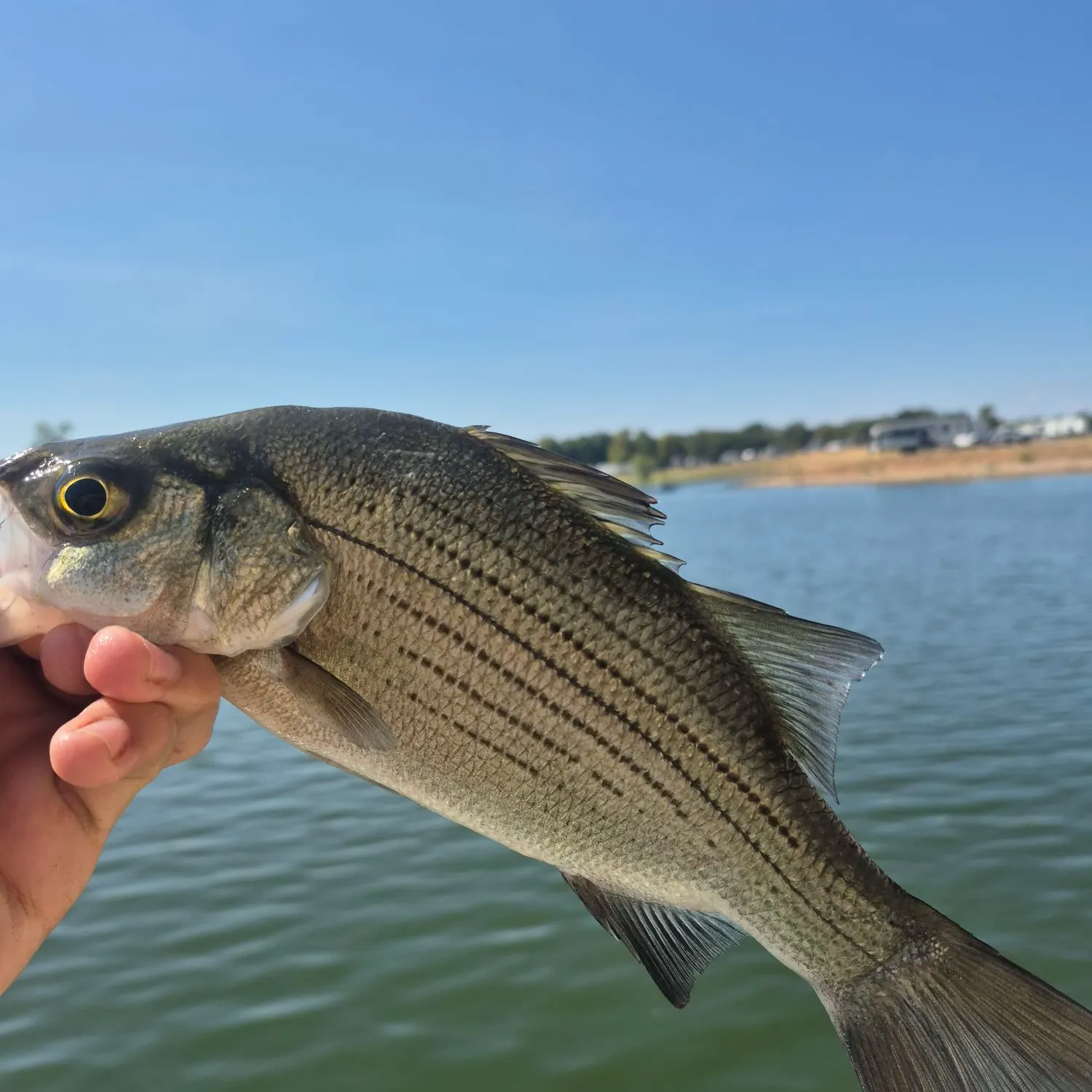 White bass caught on Fishbrain