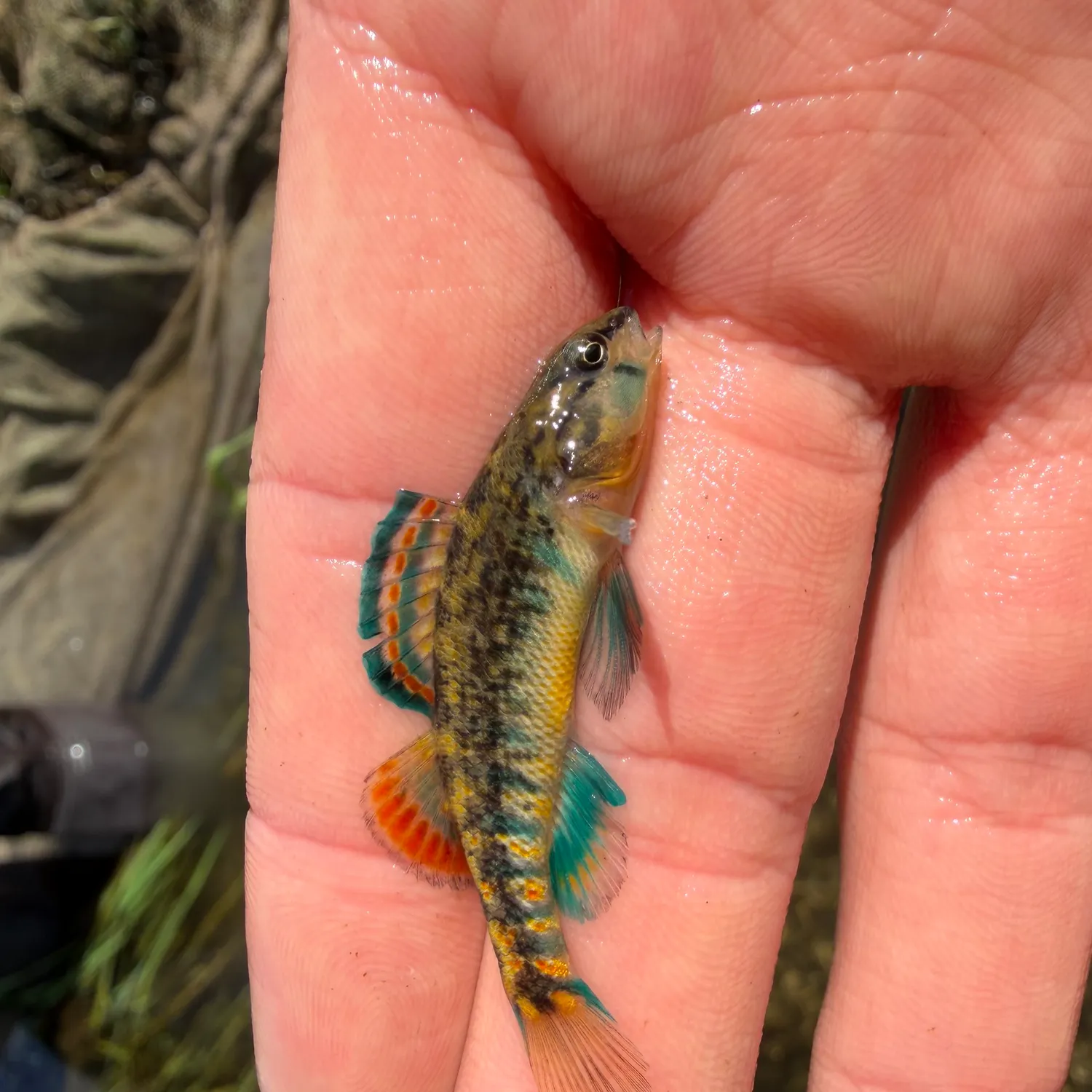 The most recent Orangethroat darter catches on Fishbrain