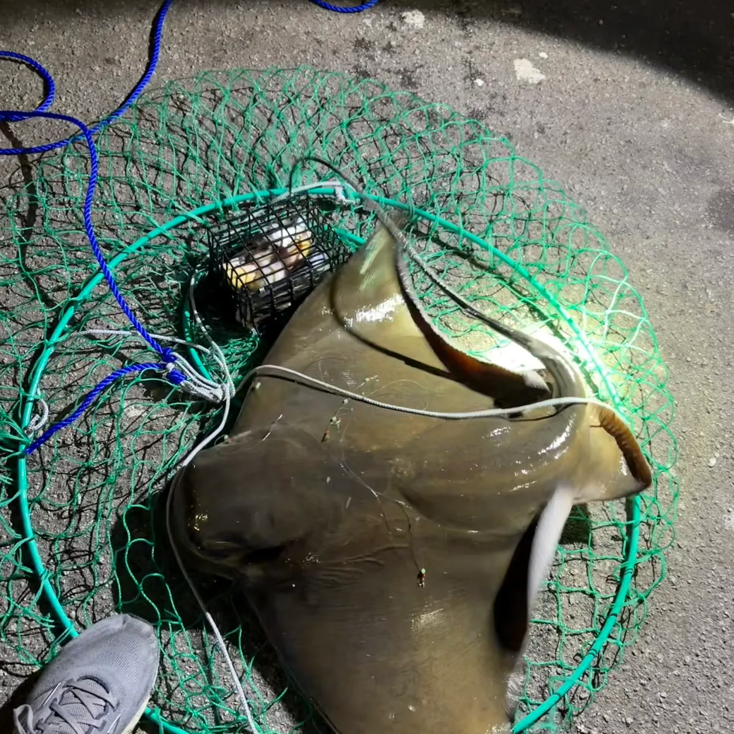 Bat eagle ray caught on Fishbrain