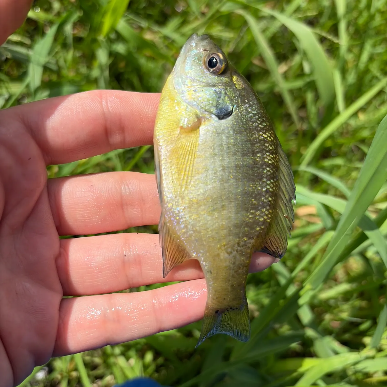 Bluegill caught on Fishbrain