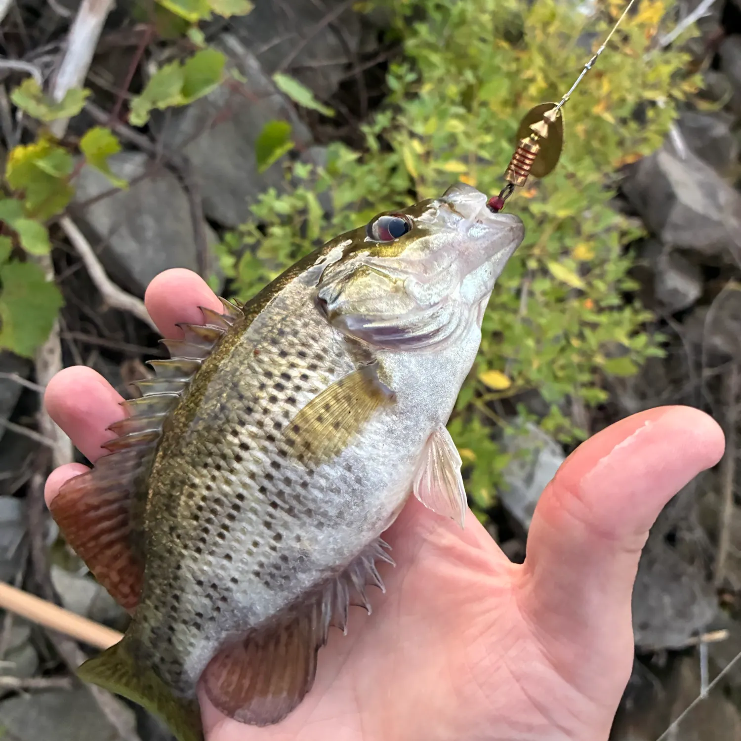 Rock bass caught on Fishbrain