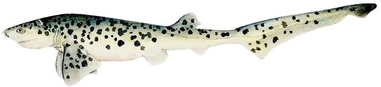 Broadnose sevengill shark