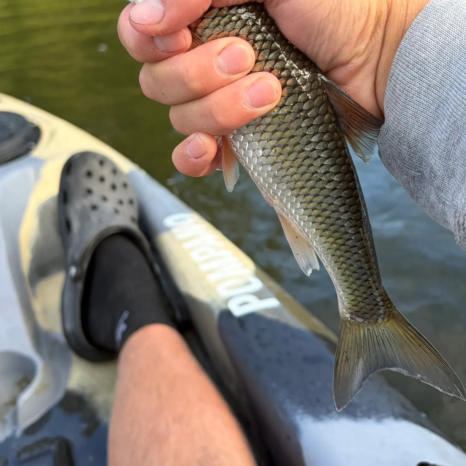 Fallfish caught on Fishbrain