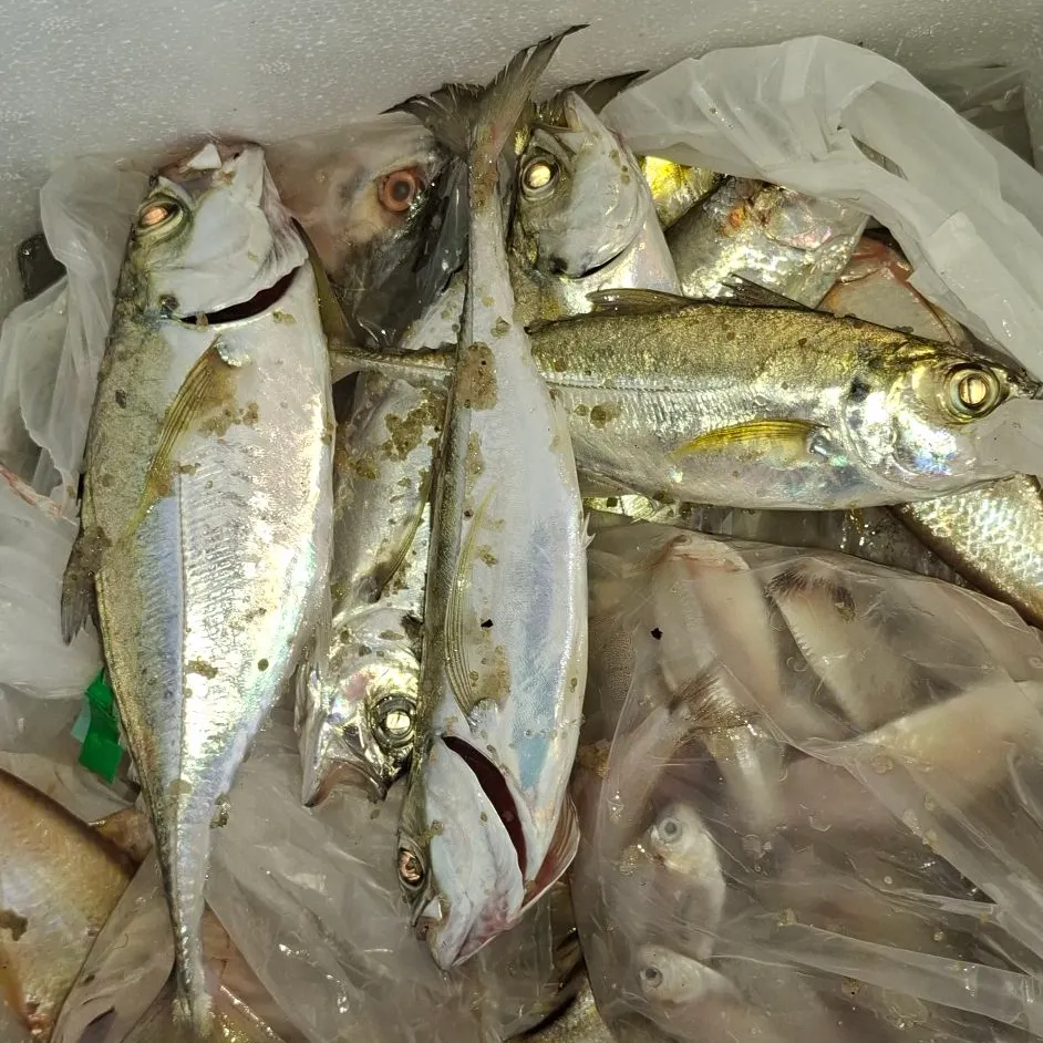 Torpedo scad caught on Fishbrain