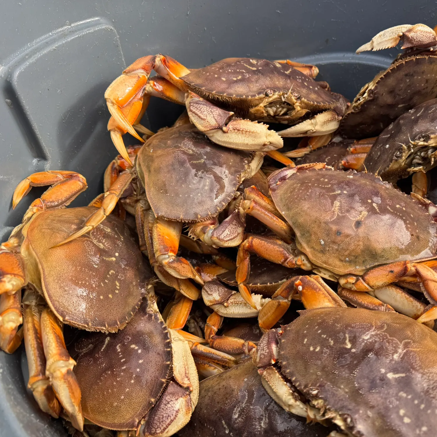 The most recent Dungeness crab catches on Fishbrain