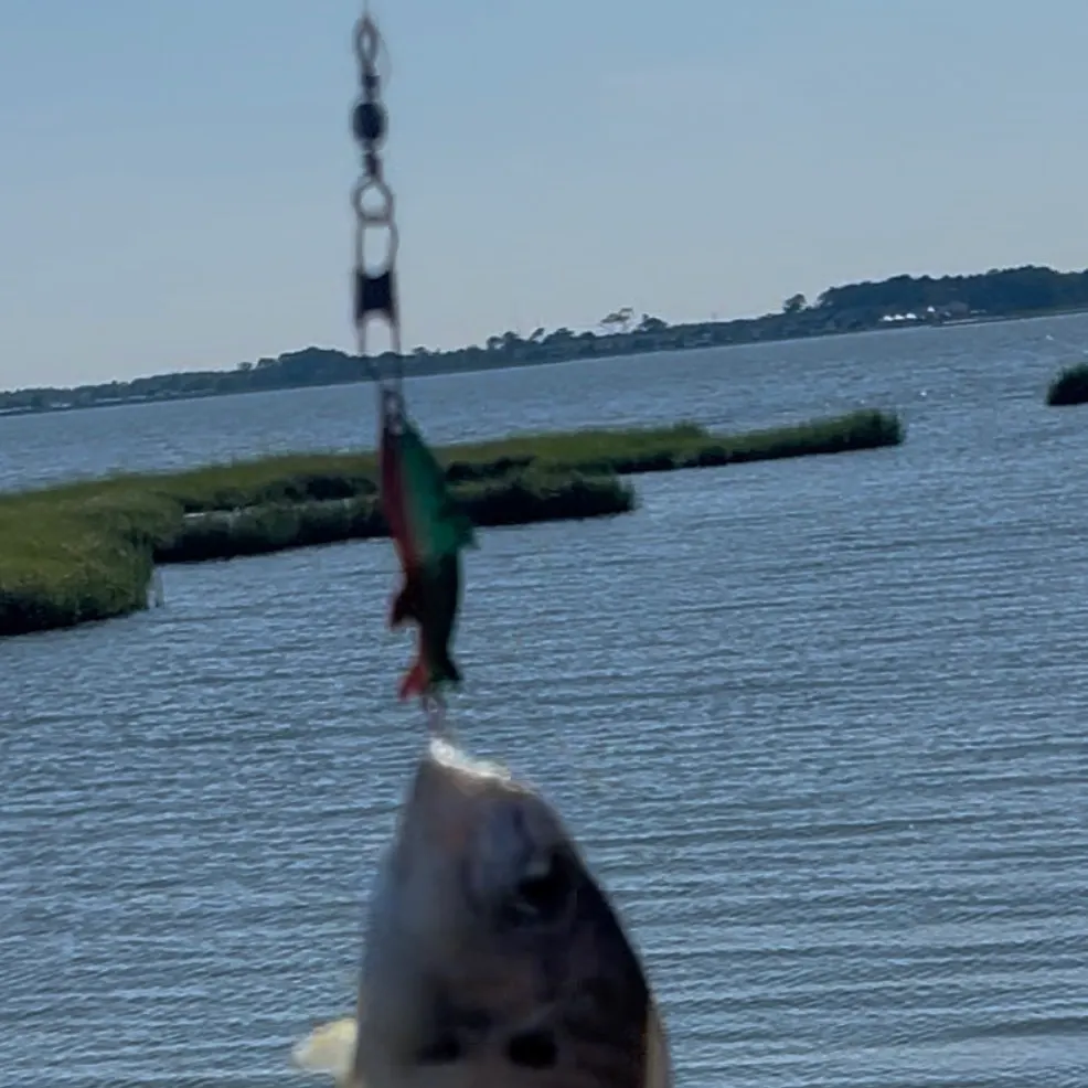 Spot croaker caught on Fishbrain