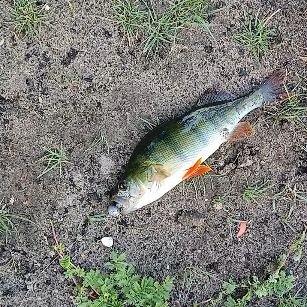 European perch caught on Fishbrain