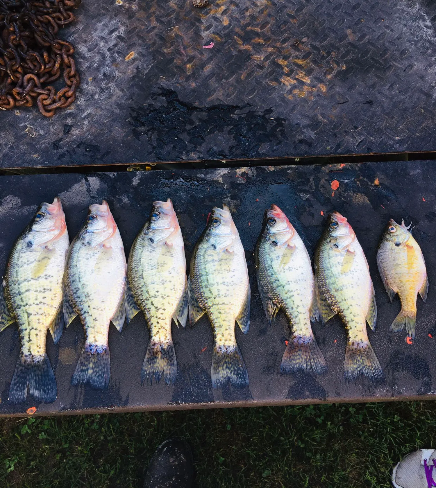 recently logged catches