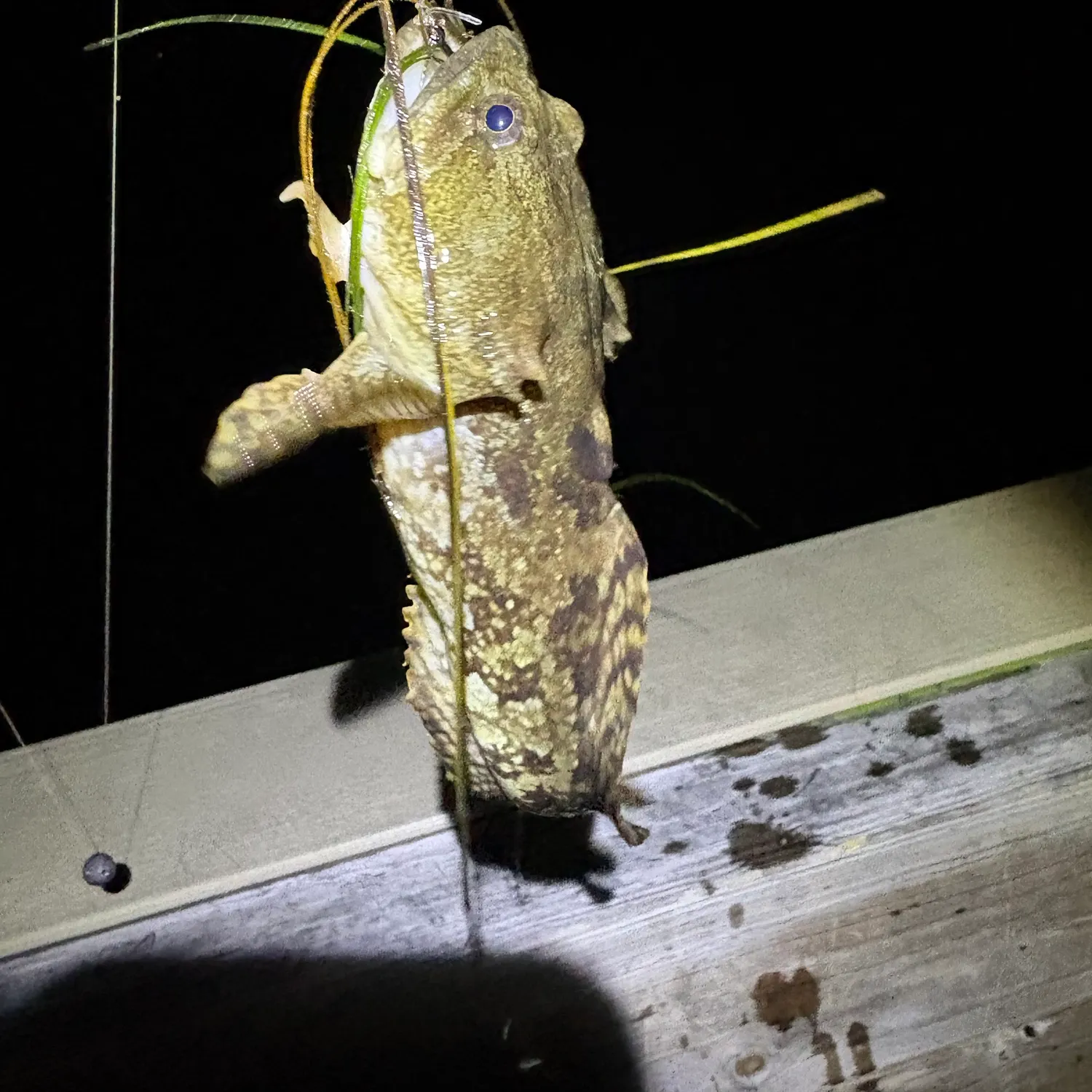 Gulf toadfish caught on Fishbrain