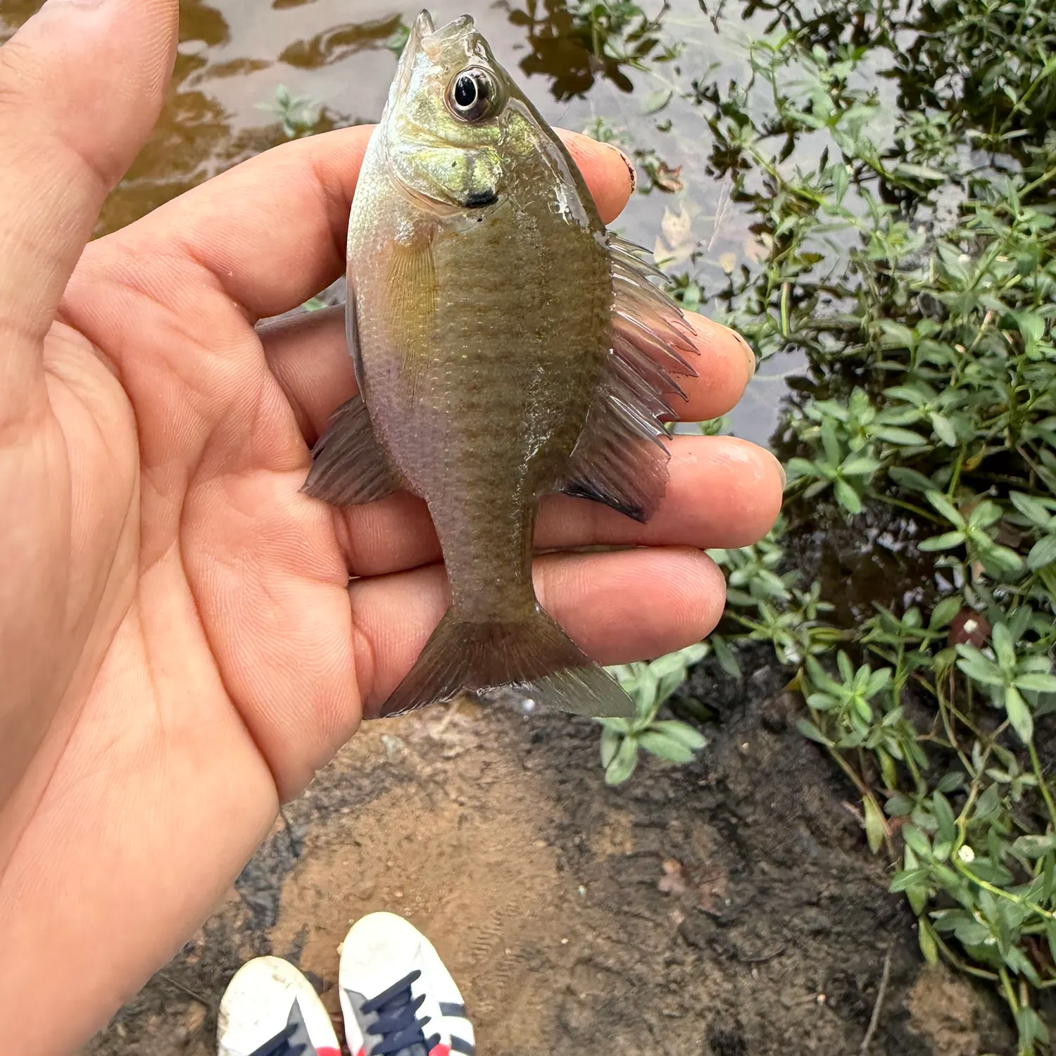 Bluegill caught on Fishbrain