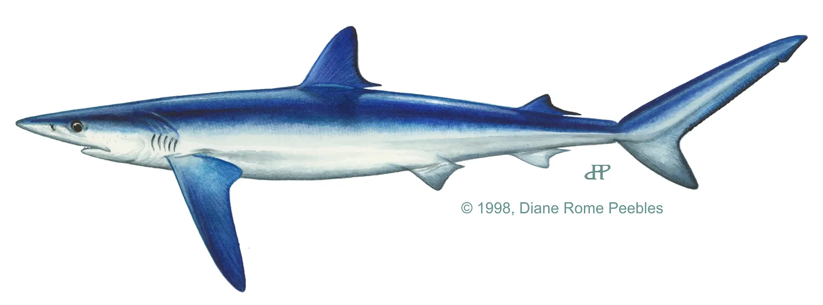 Blue shark