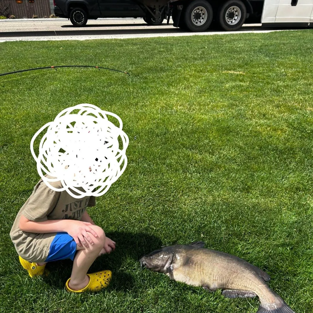 Channel catfish caught on Fishbrain