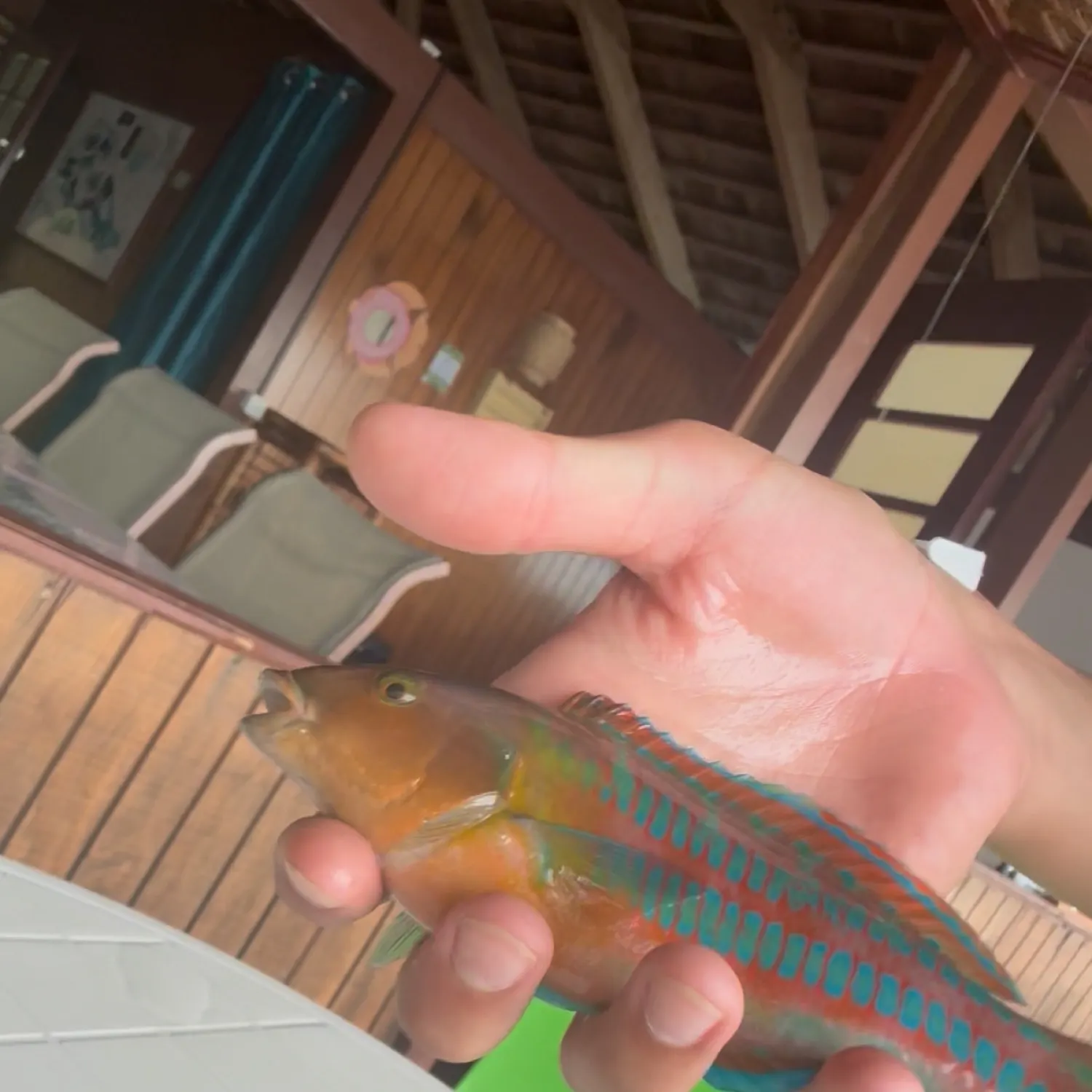 The most recent Stoplight parrotfish catches on Fishbrain
