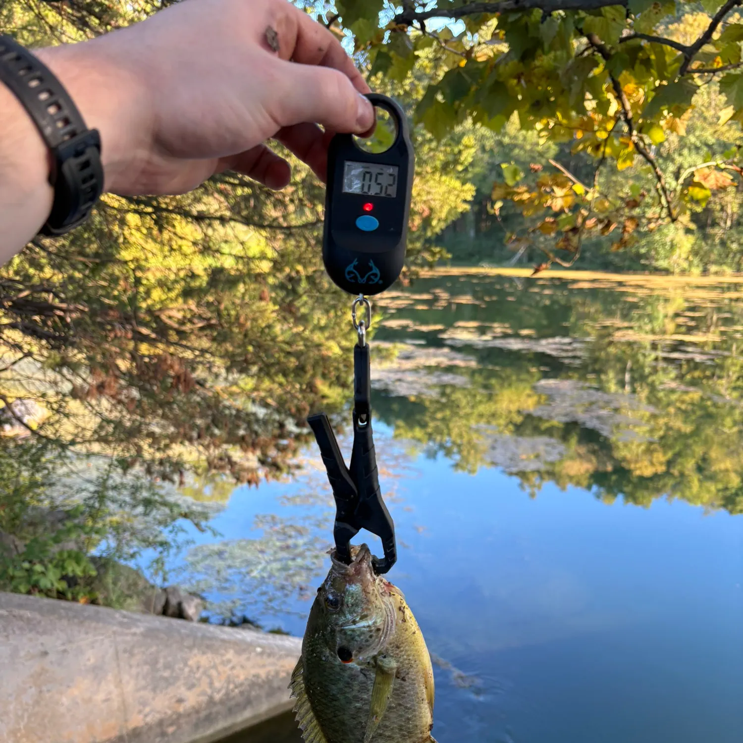 Bluegill caught on Fishbrain