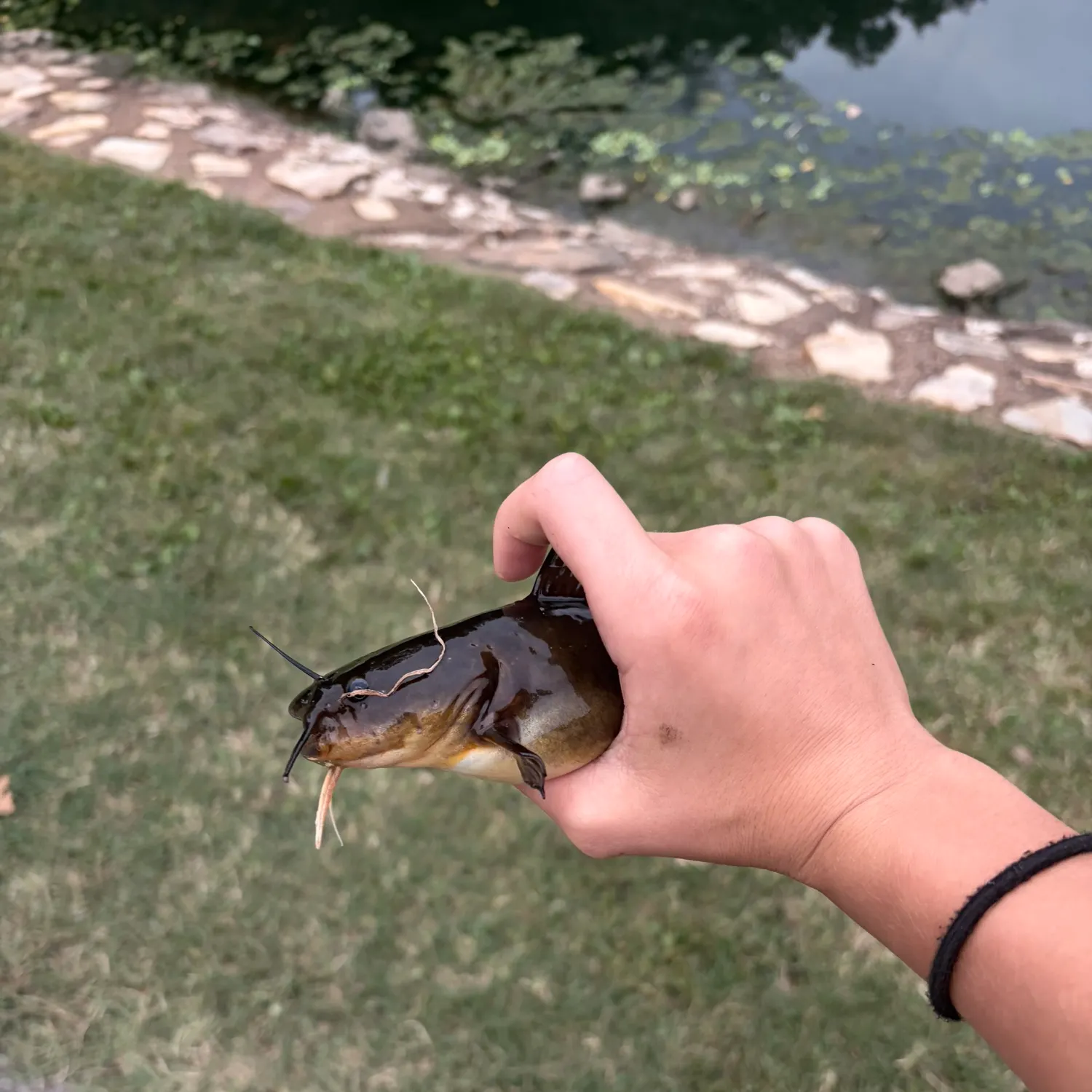 Fish caught on Fishbrain