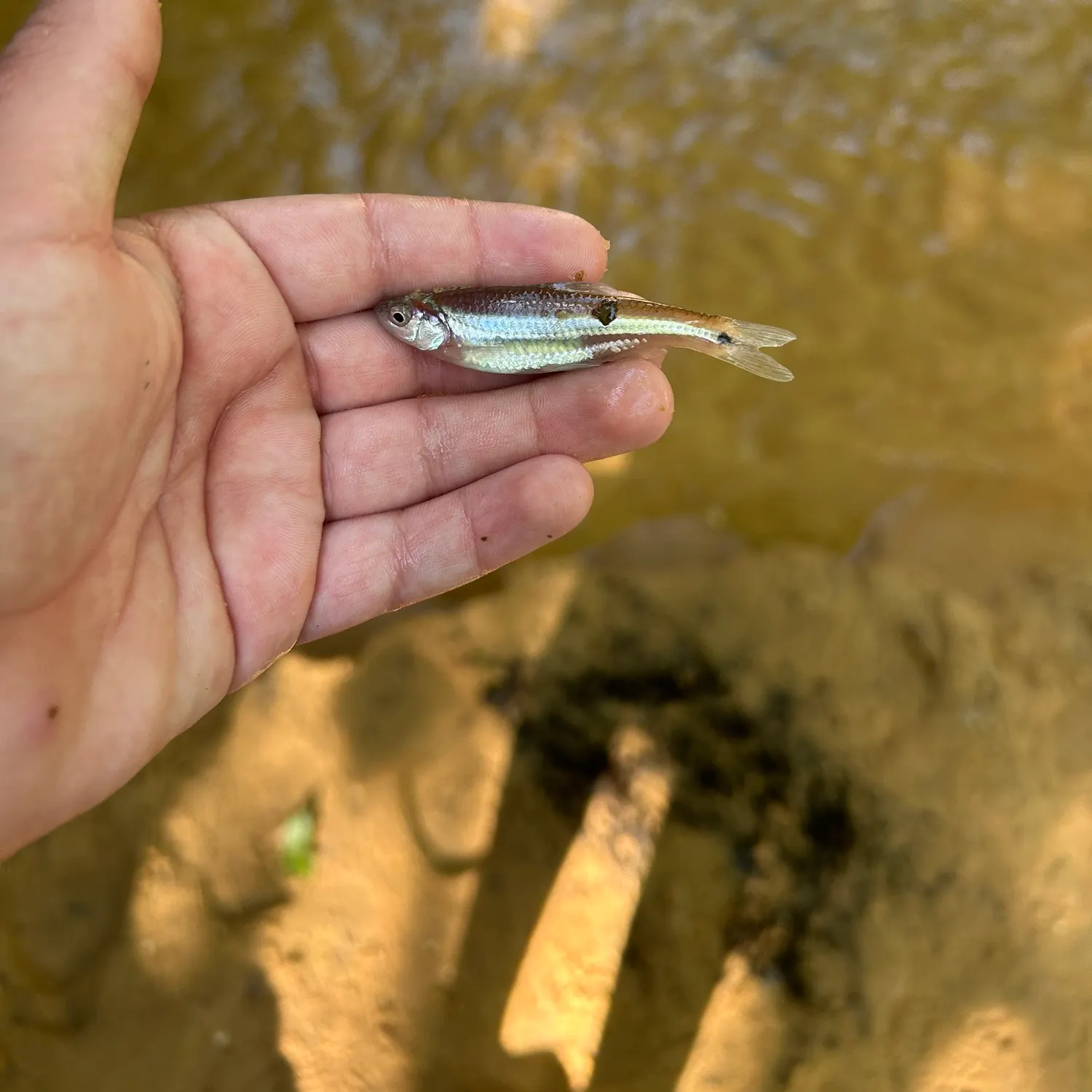 The most recent Rough shiner catches on Fishbrain