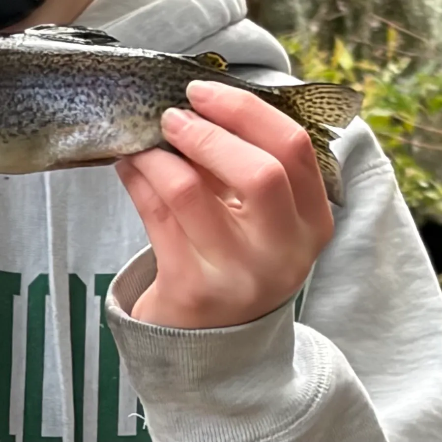 Rainbow trout caught on Fishbrain