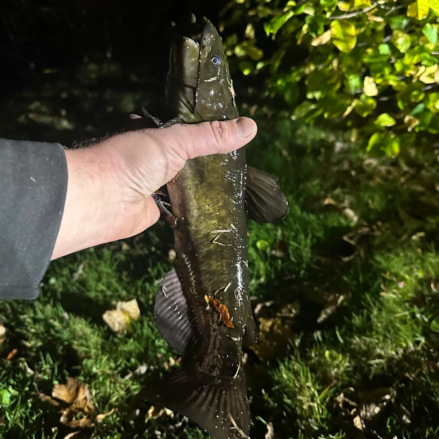Black bullhead caught on Fishbrain