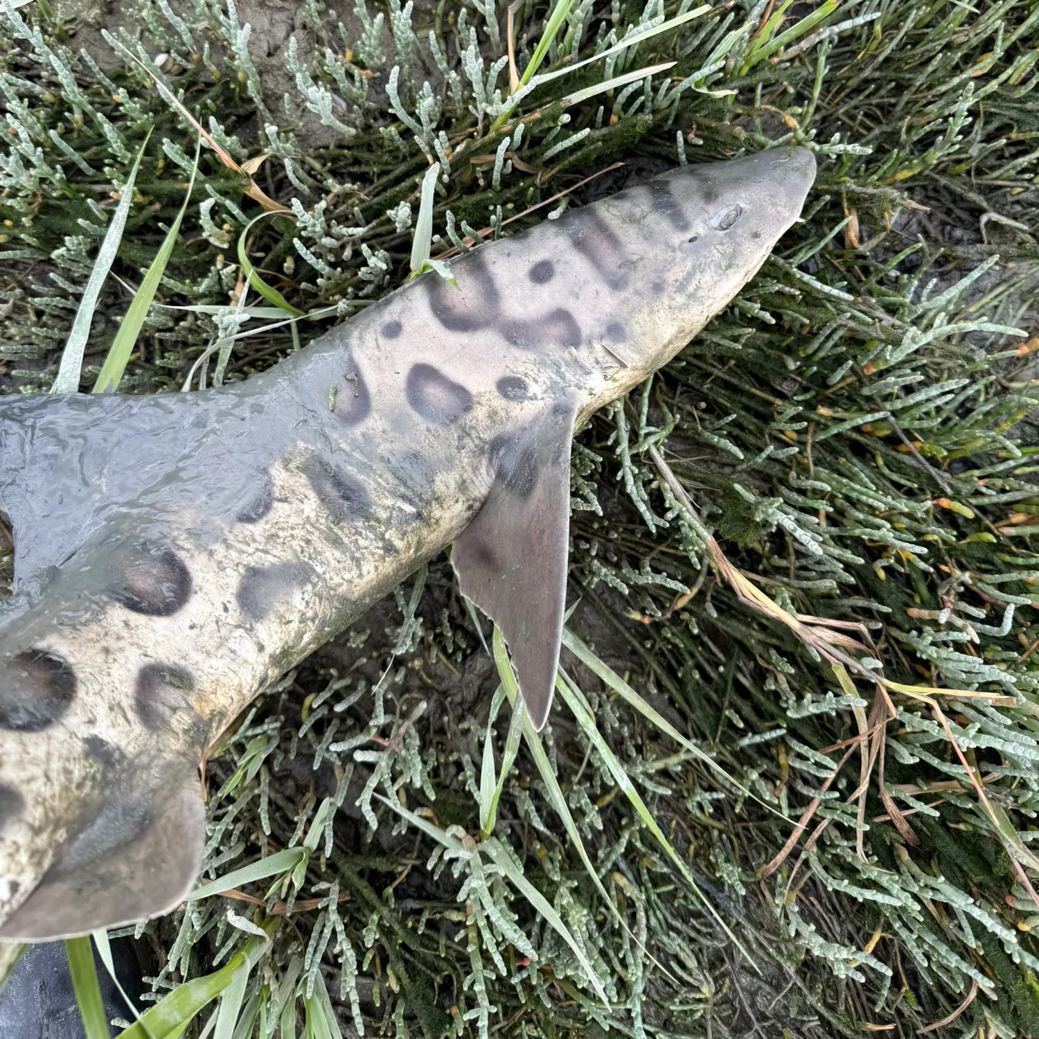 The most recent Leopard shark catches on Fishbrain