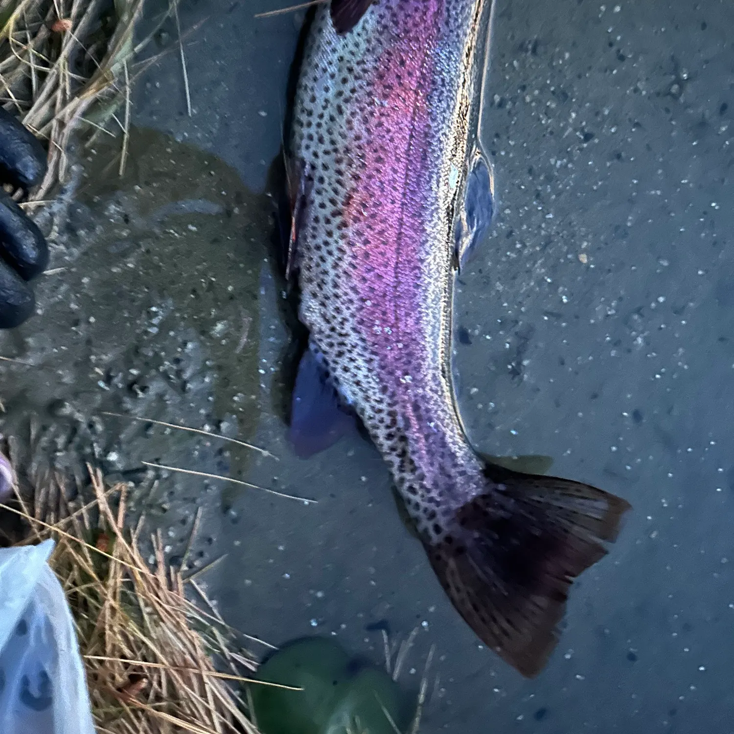 The most recent Rainbow trout catches on Fishbrain