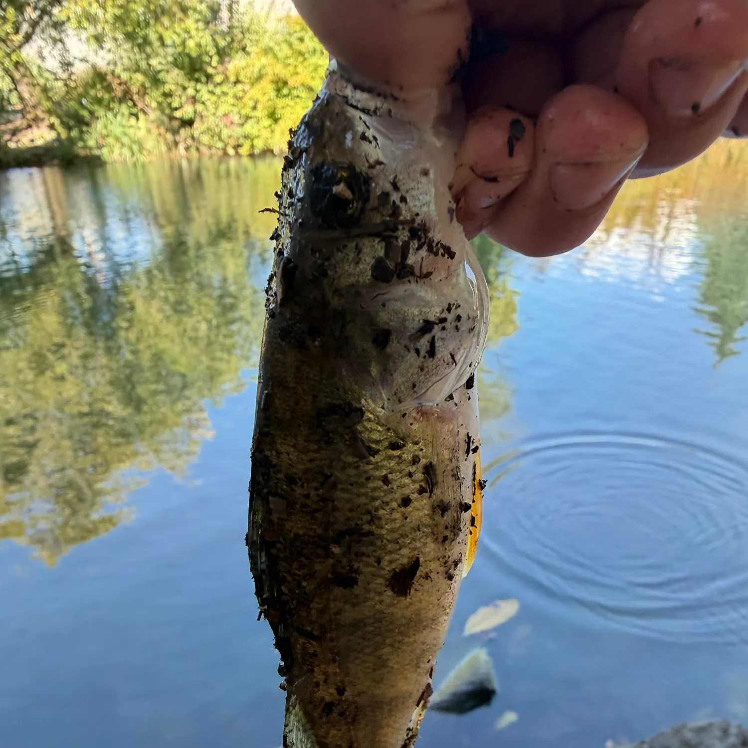 Yellow perch caught on Fishbrain