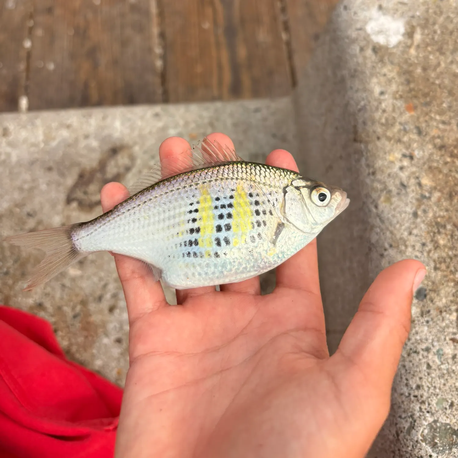 The most recent Walleye surfperch catches on Fishbrain