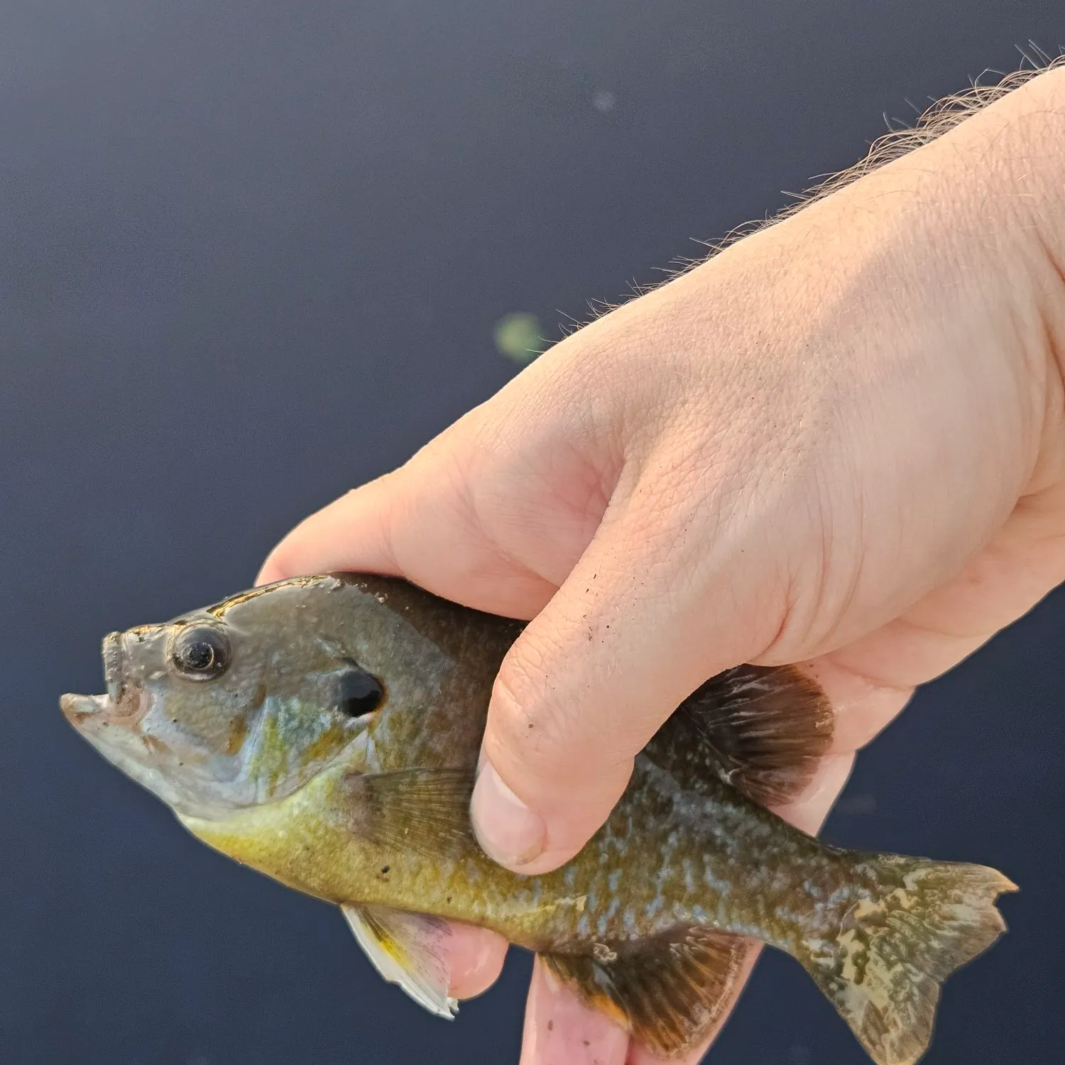 The most recent Greengill hybrid catches on Fishbrain