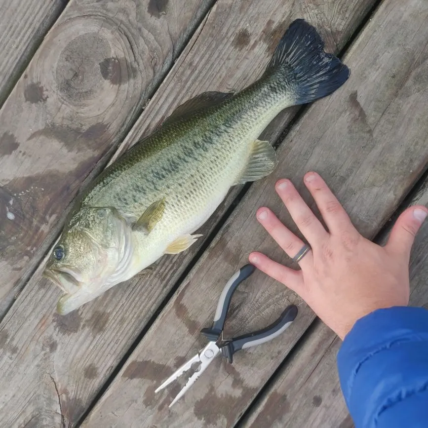 Largemouth bass caught on Fishbrain