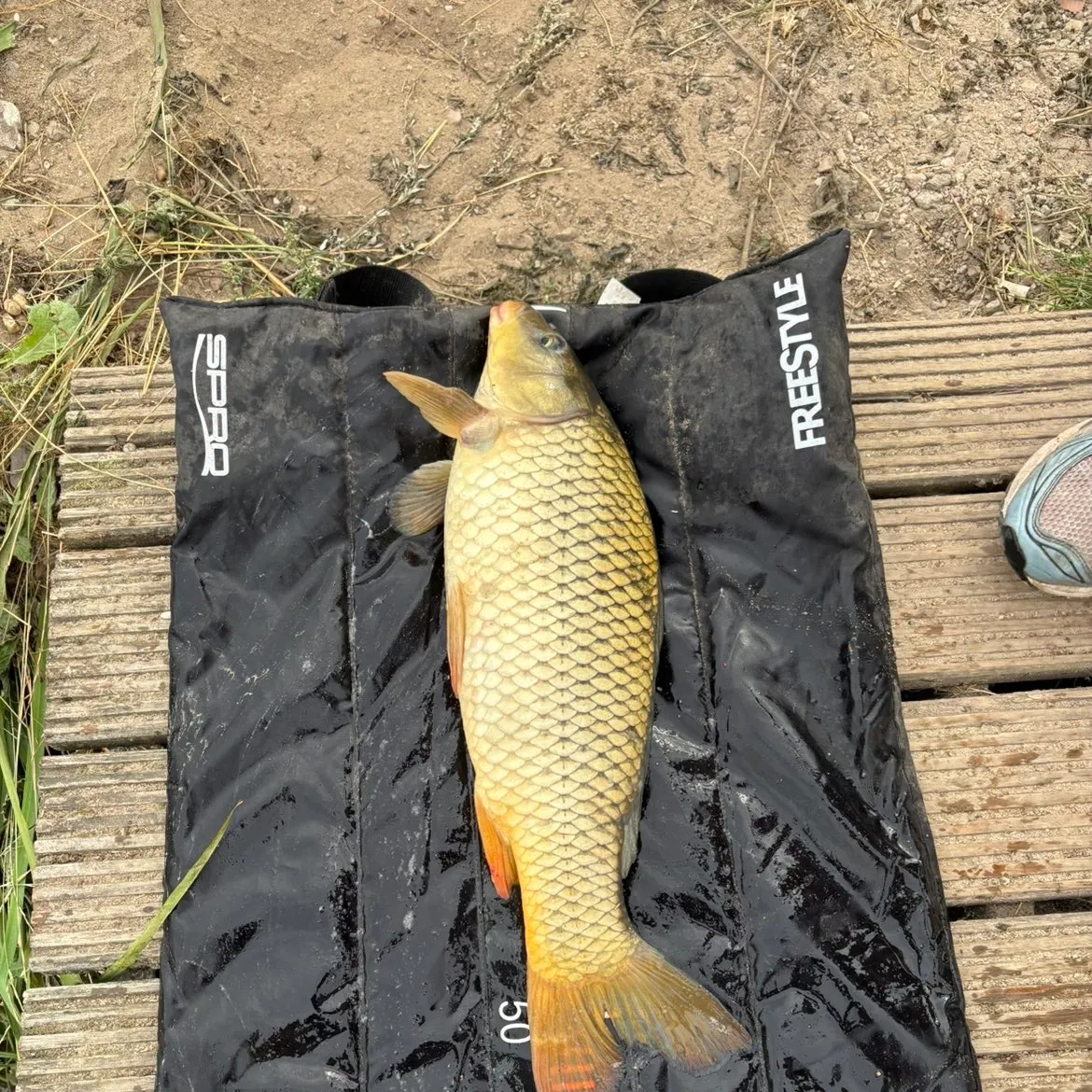 Common carp caught on Fishbrain