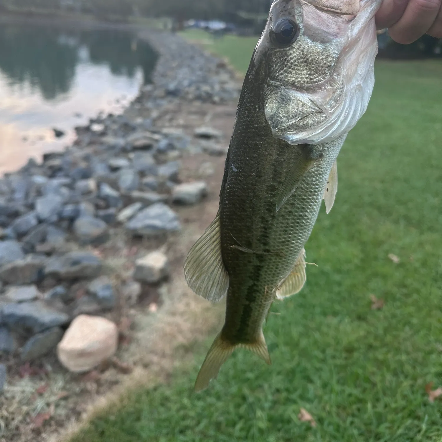 Largemouth bass caught on Fishbrain