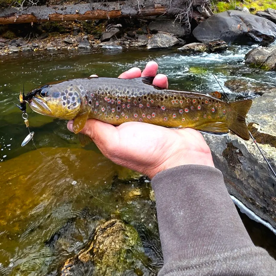 Brown trout caught on Fishbrain