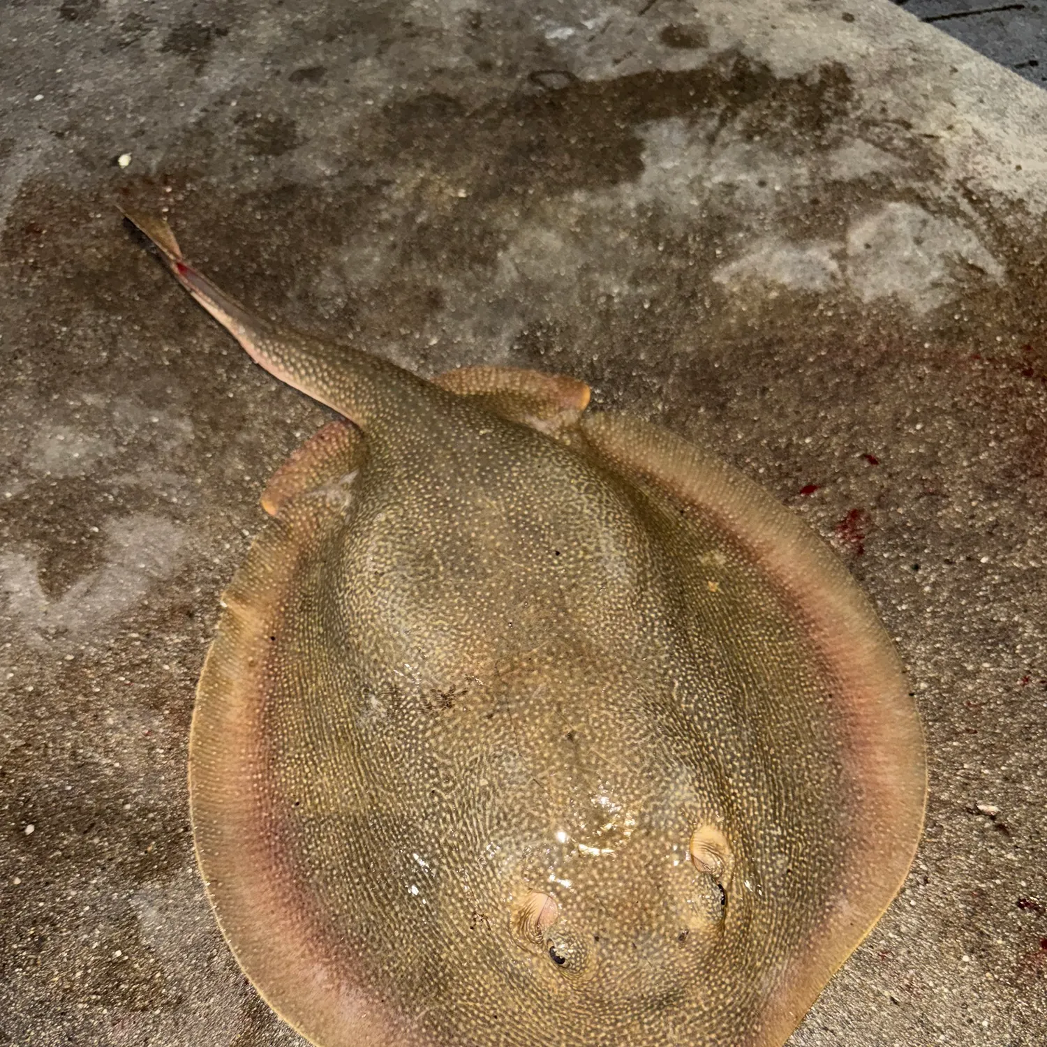 The most recent Haller's round ray catches on Fishbrain