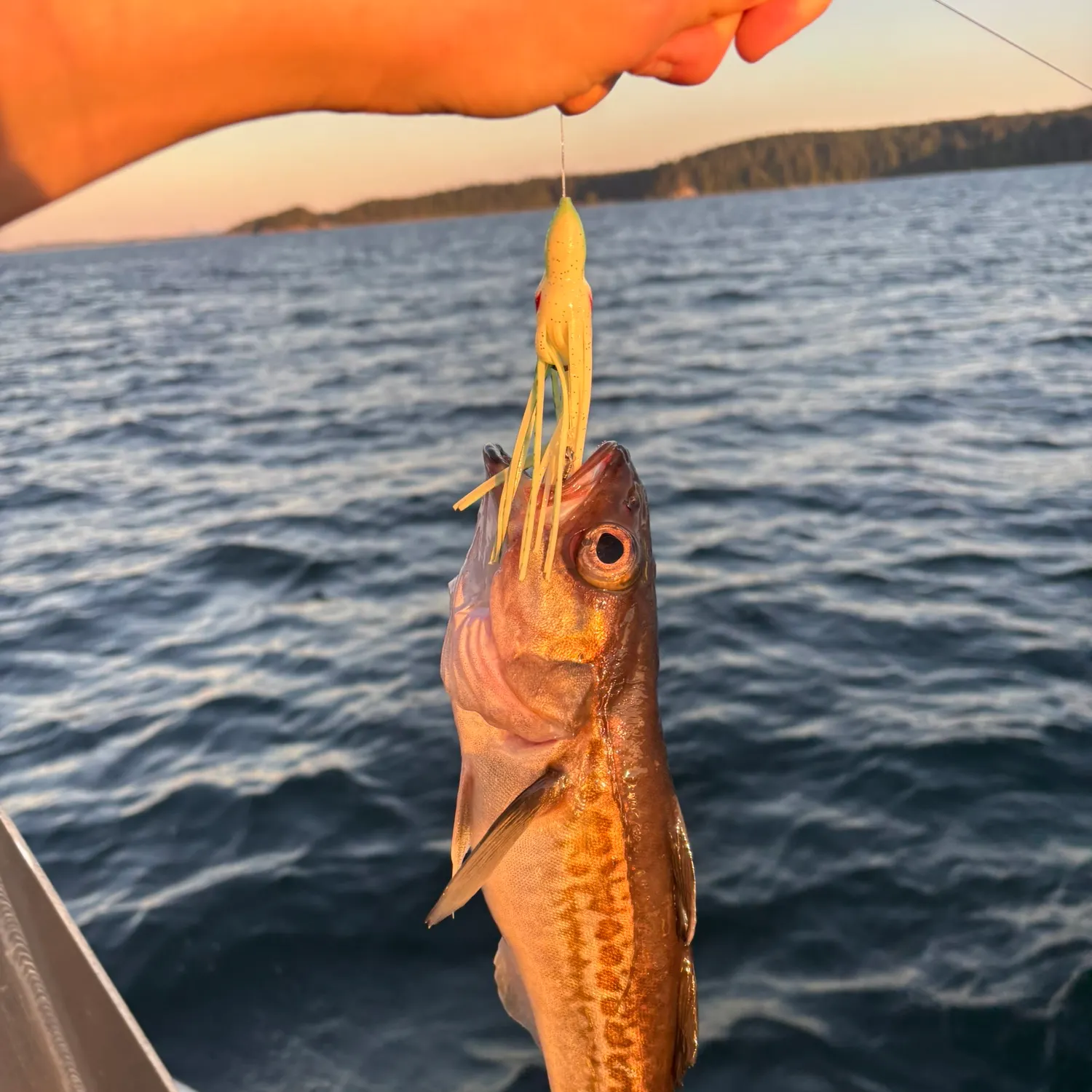 The most recent Pacific tomcod catches on Fishbrain