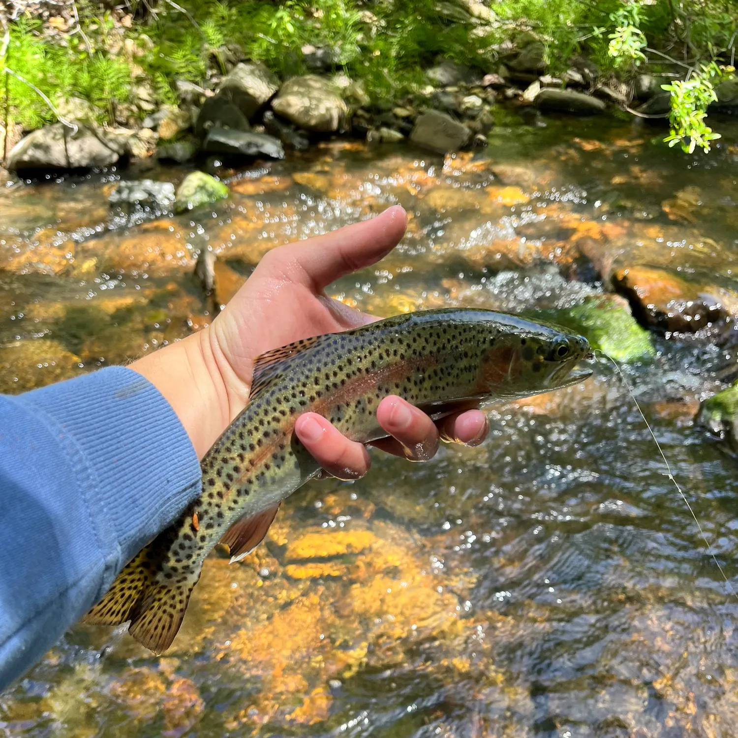 The most recent Goose Lake Redband Trout catches on Fishbrain