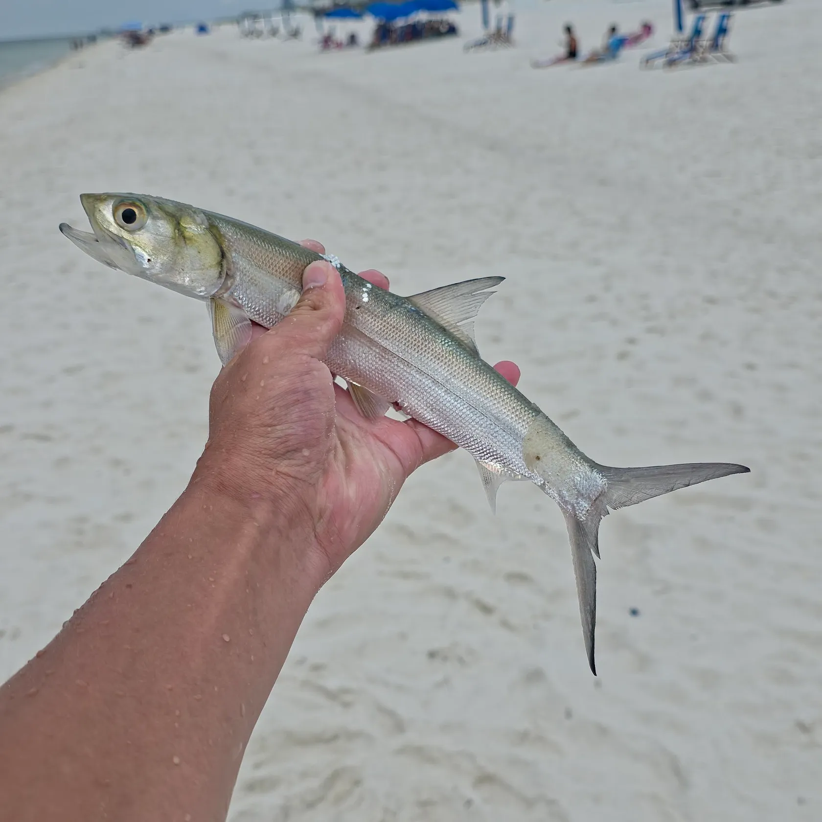 Ladyfish caught on Fishbrain