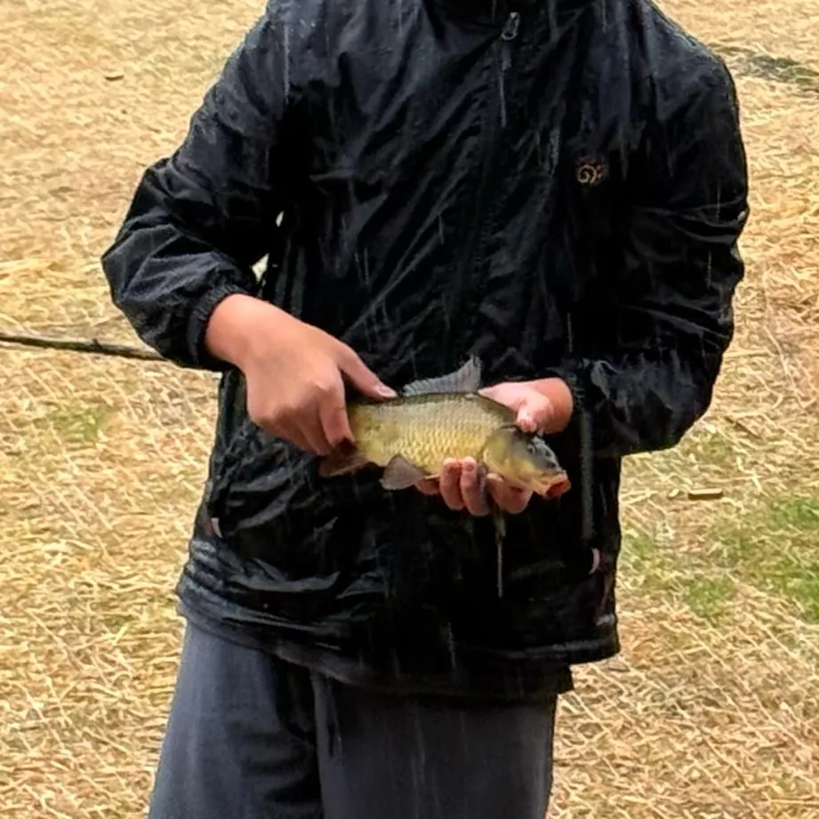 Common carp caught on Fishbrain