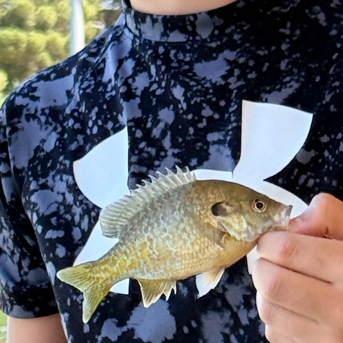 Redear sunfish caught on Fishbrain