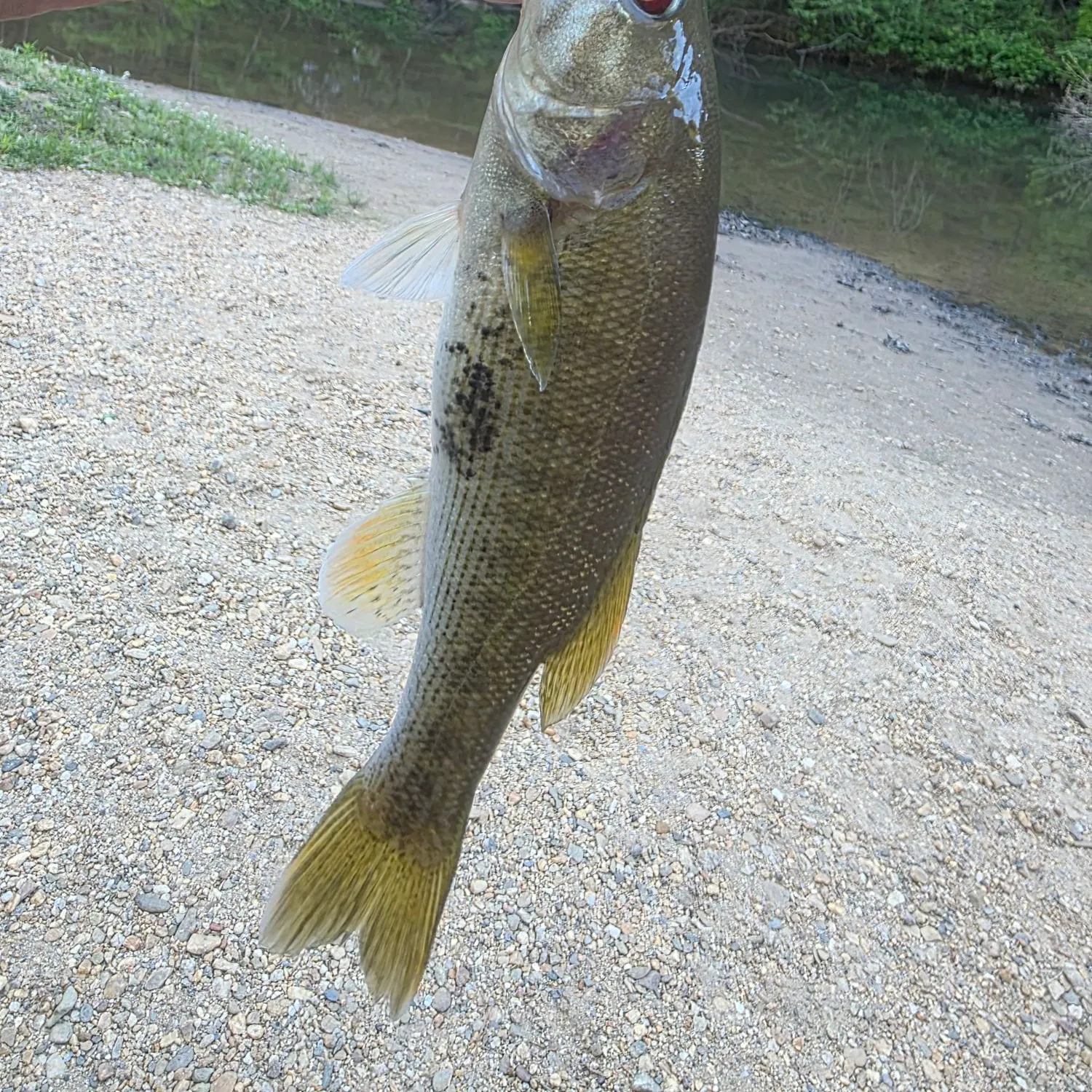 The most recent Bartram's bass catches on Fishbrain