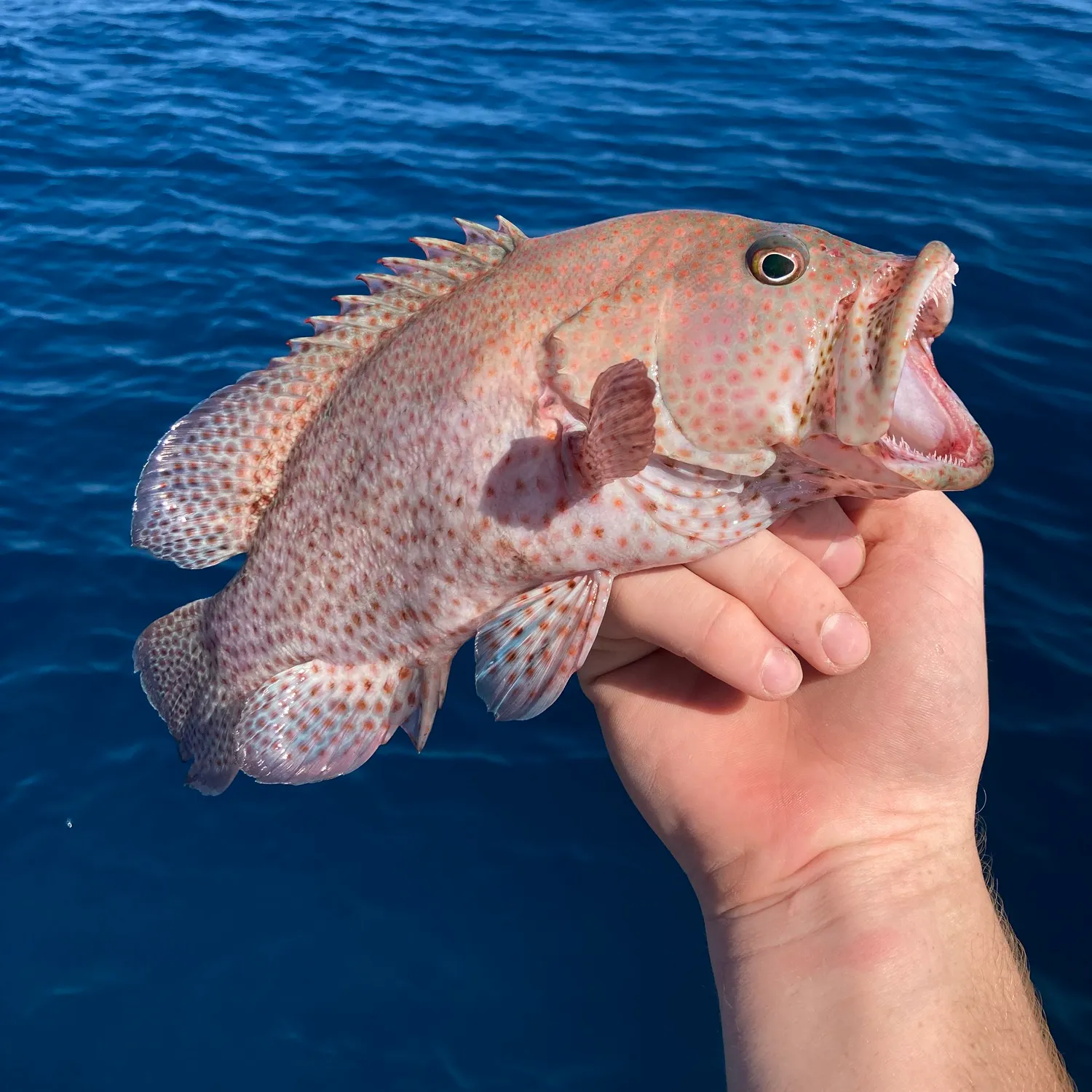 most liked catch image