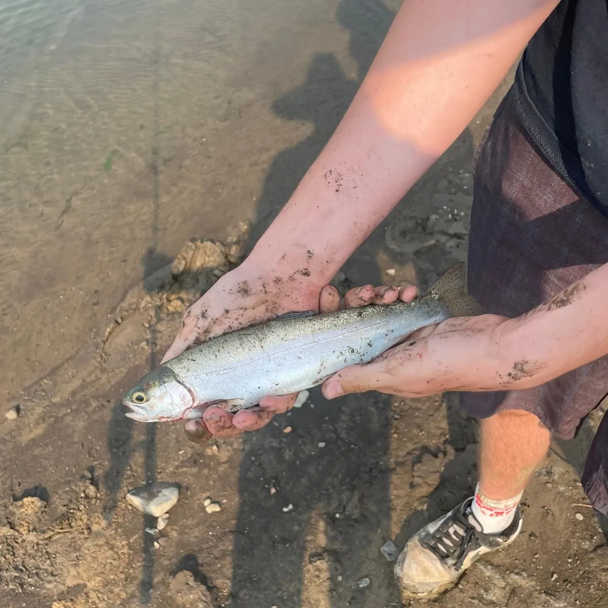 Rainbow trout caught on Fishbrain