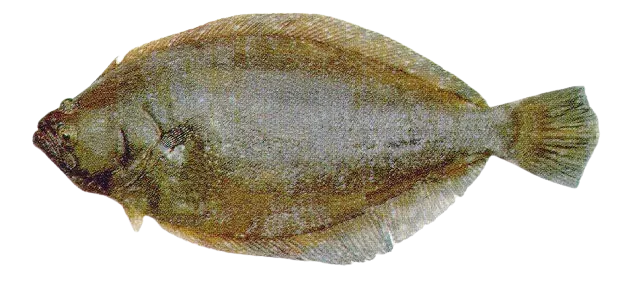 Patagonian flounder