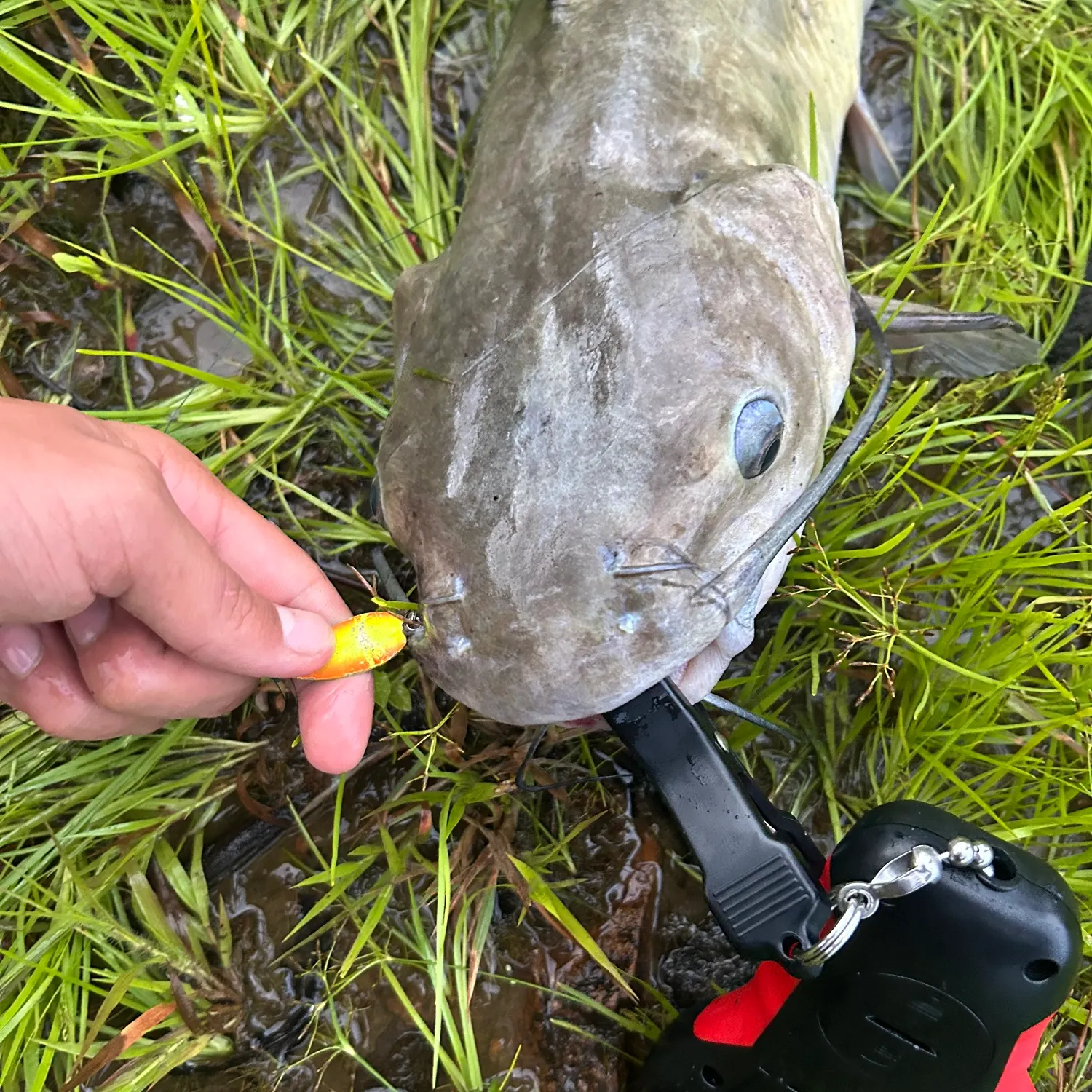 catch
