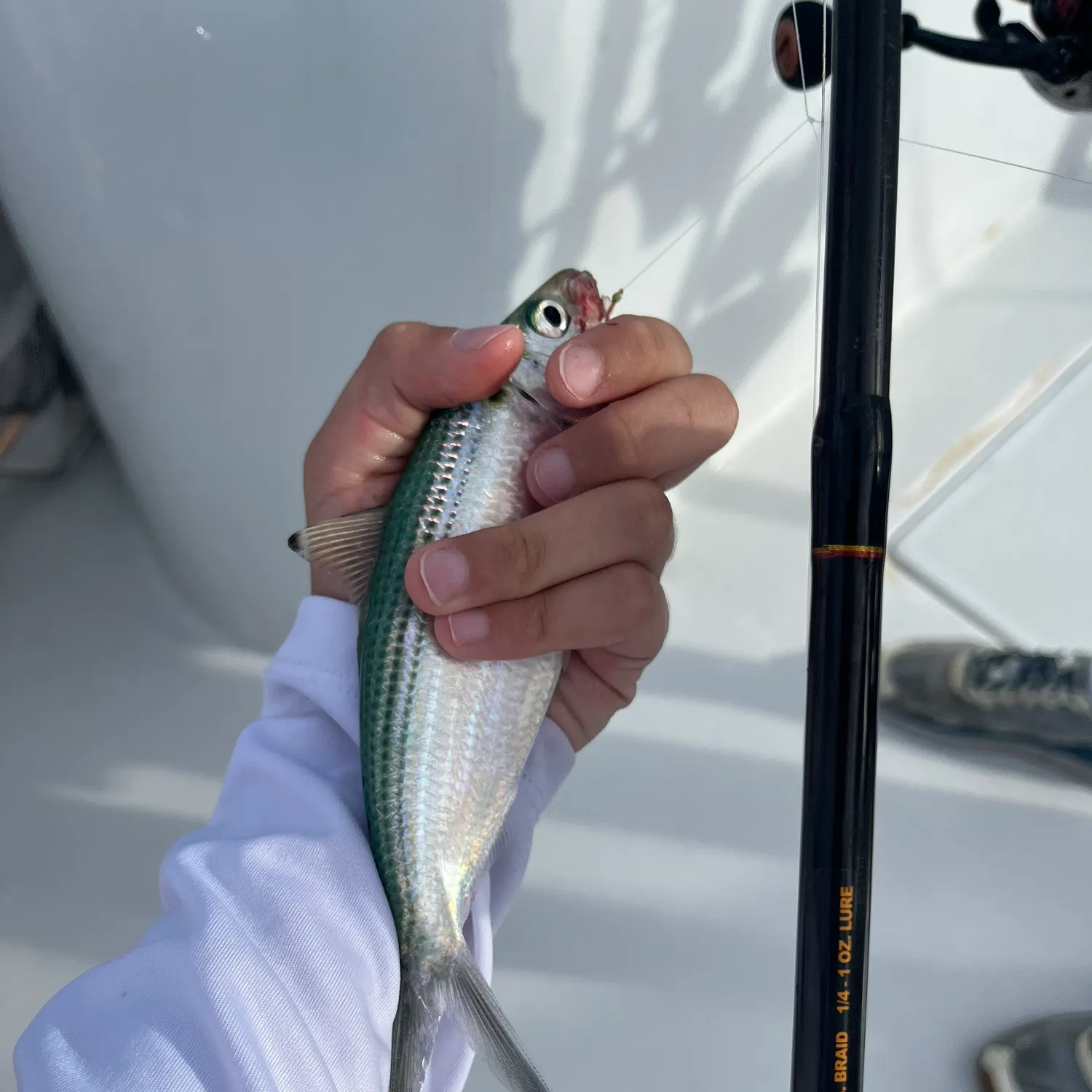 The most recent Atlantic thread herring catches on Fishbrain